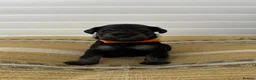 Miniature Schnauzer dogs for sale: Beautiful Pure Miniature Schnauzer Sweethearts  - Advert 14