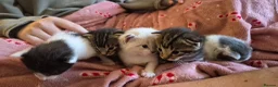 Mixed Breed cats for sale: Rare opportunity to have loving bottle fed Kittens in Melton Constable - Advert 19
