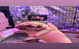American Bully dogs for sale: Pocket bully puppy’s  - Image 4