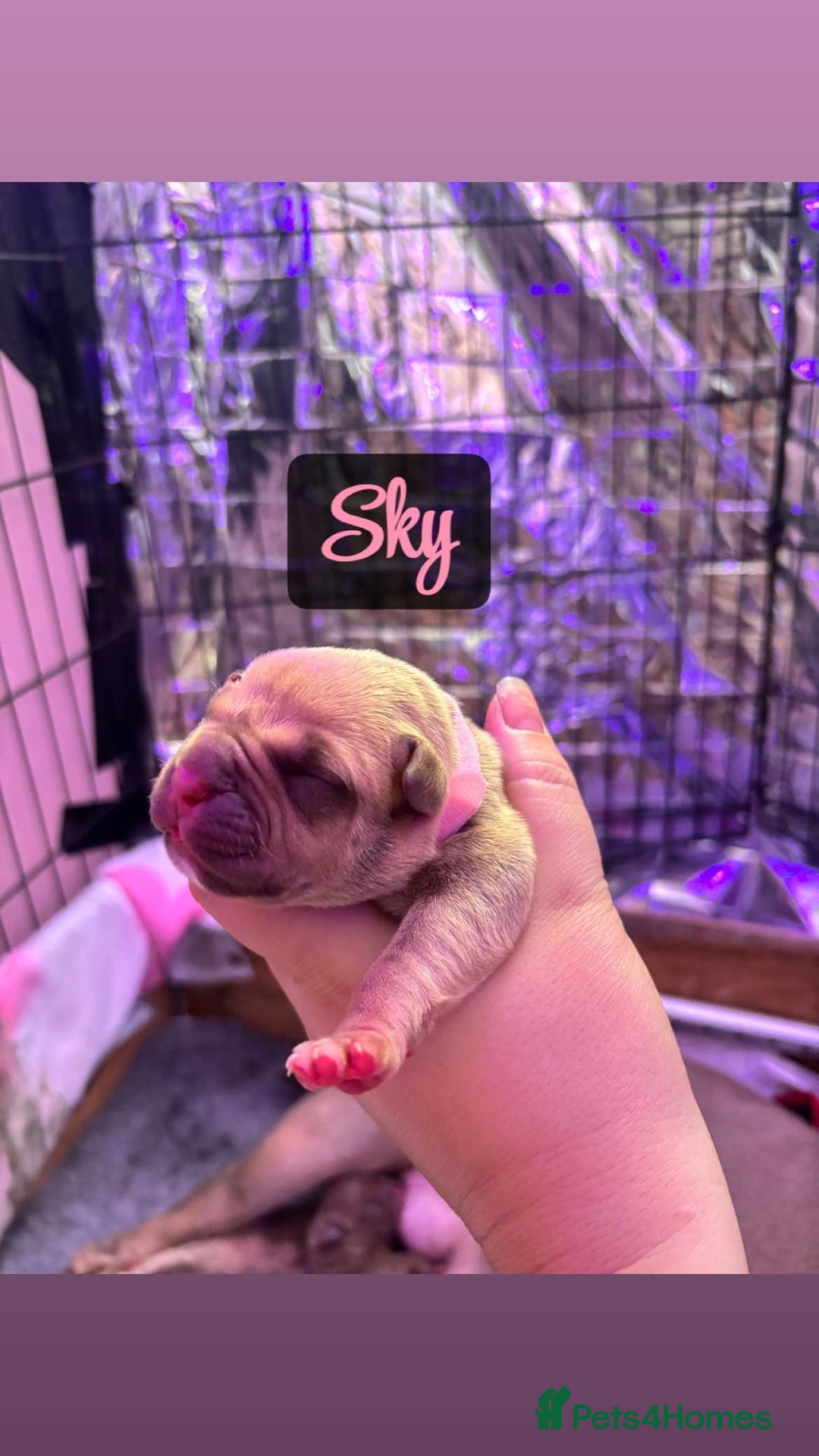 American Bully dogs for sale: Pocket bully puppy’s  - Image 4