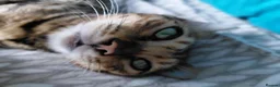 Bengal cats for sale: Female glitter Bengal for sale - Advert 22