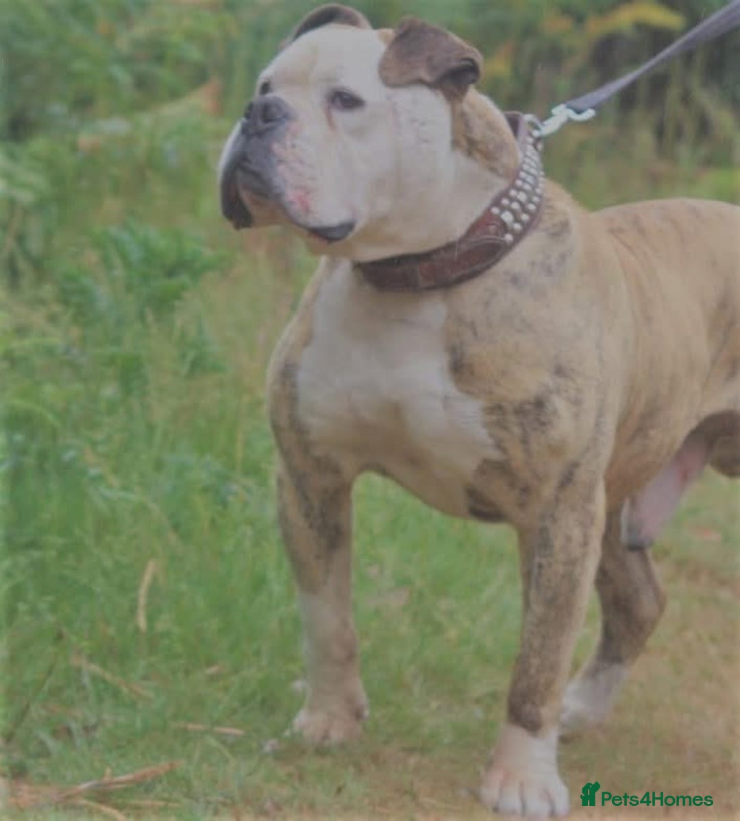 Alapaha Blue Blood Bulldog dogs for sale: SUPERB PICK OF LITTER PUP 5***** - Advert 32