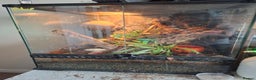 Gecko reptiles for sale: Male crested gecko (with or without setup) - Advert 2