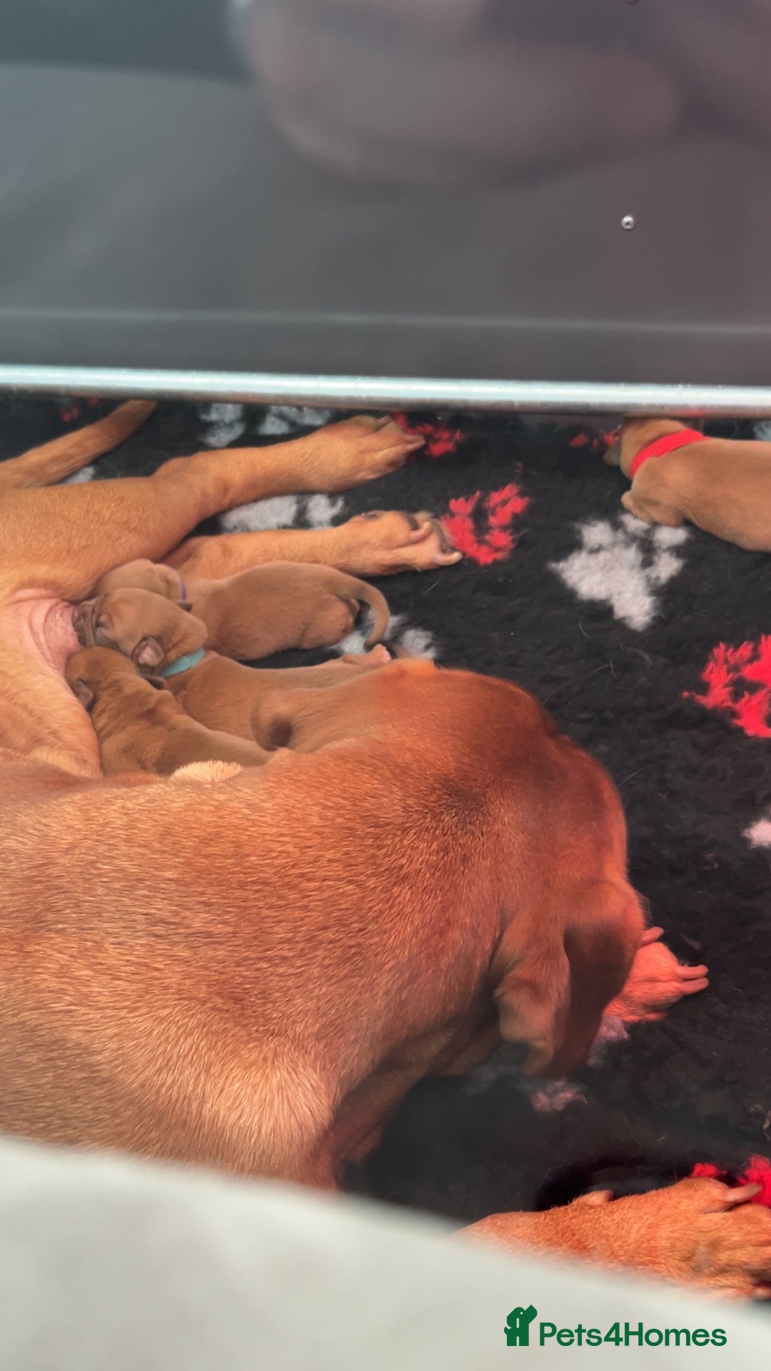 Dogue De Bordeaux dogs for sale: Chunky kc registered dogue de Bordeaux puppies - Advert 14