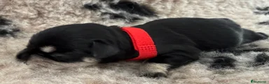Miniature Schnauzer 4