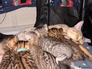 Bengal cats Bengal kittens - Advert 1