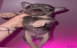 French Bulldog dogs for sale: French Bulldog Puppies  - Image 24
