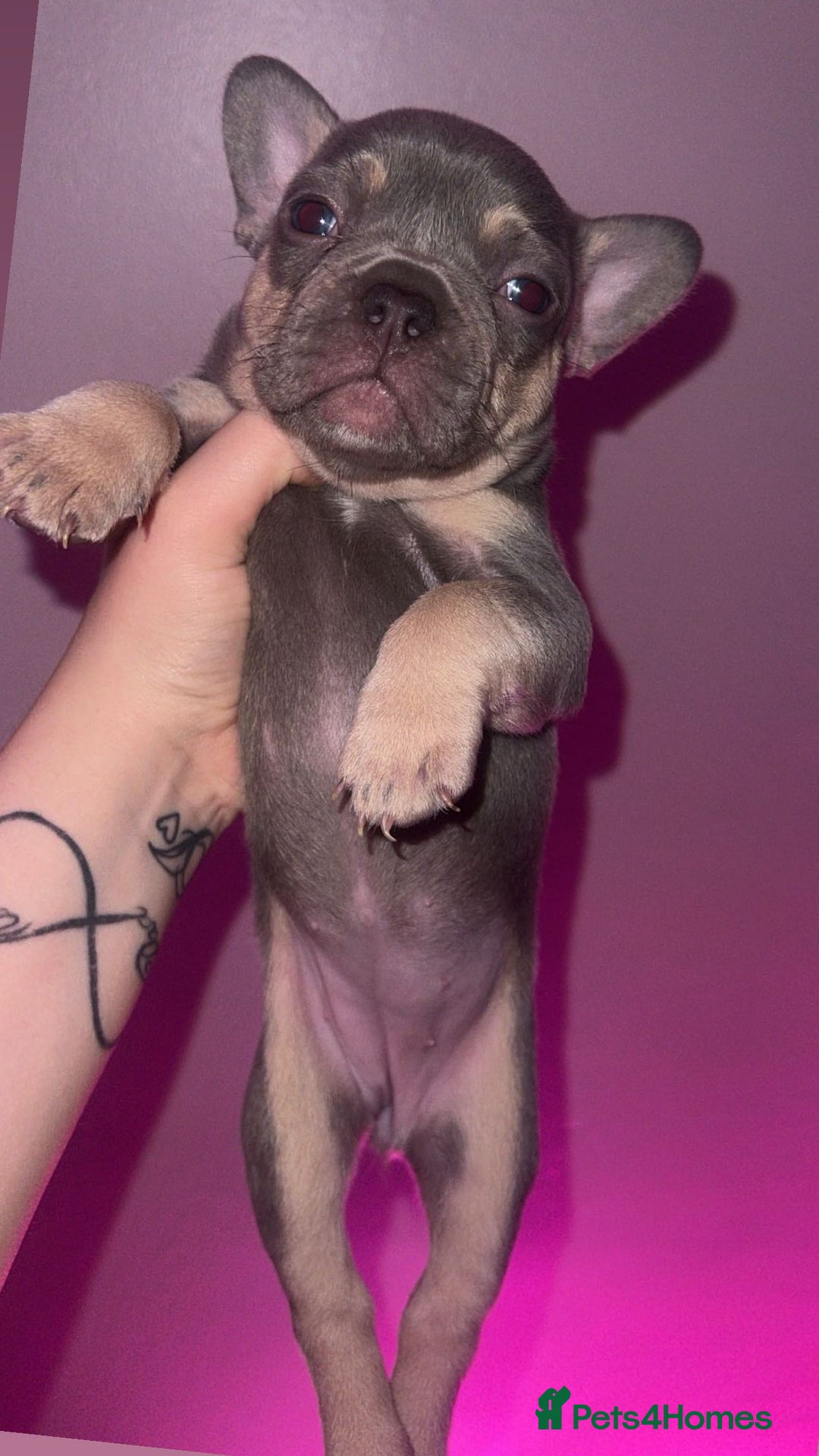 French Bulldog dogs for sale: French Bulldog Puppies  - Image 24