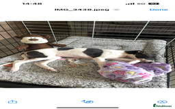 Whippet dogs for sale: One girl left ready to leave  - Image 2