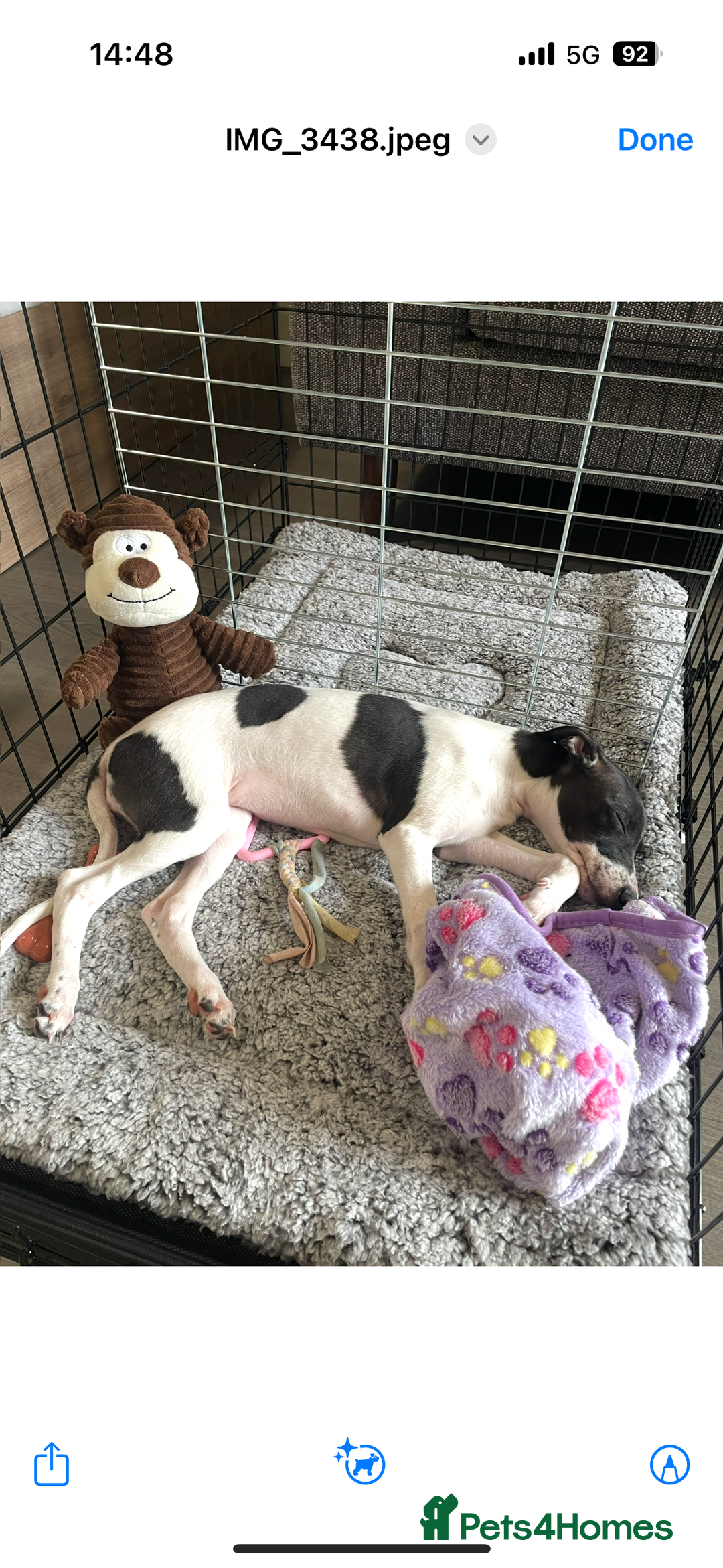 Whippet dogs for sale: One girl left ready to leave  - Image 2