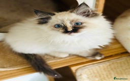 Ragdoll cats for sale: Gorgeous ragdoll kittens  - Image 6