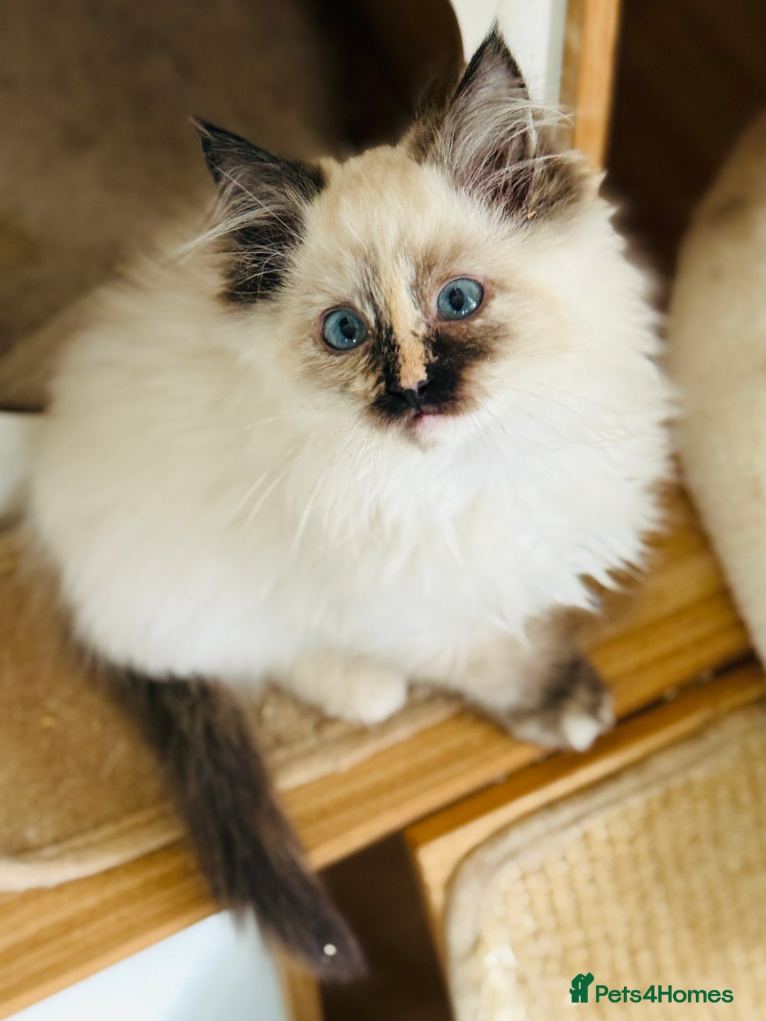 Ragdoll cats for sale: Gorgeous ragdoll kittens  - Image 6
