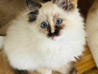 Ragdoll cats - Advert 6