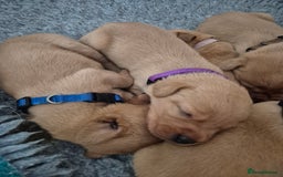 Labrador Retriever dogs for sale: Kc Registered Red labrador puppies  - Image 18