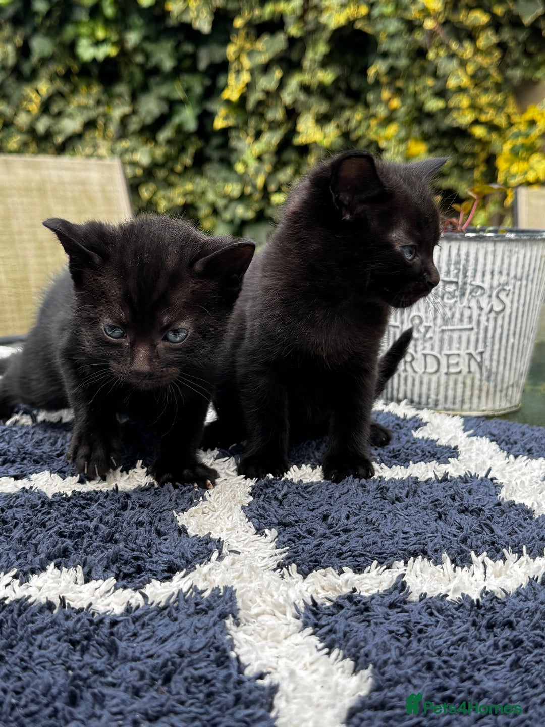 Bombay cats for sale: Bombay Cat - Advert 6