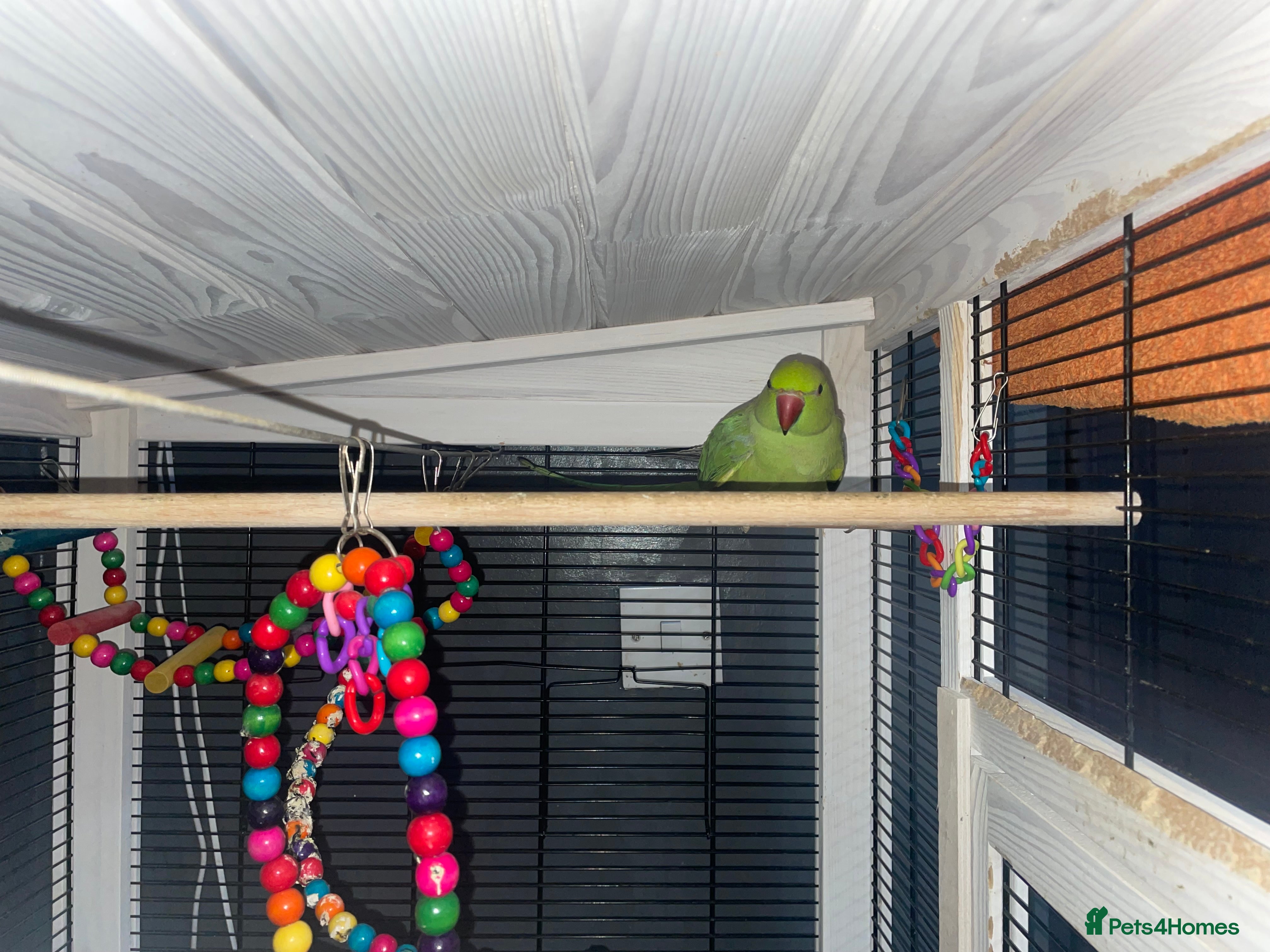 Ringnecks birds Green Indian ring neck  - Advert 1