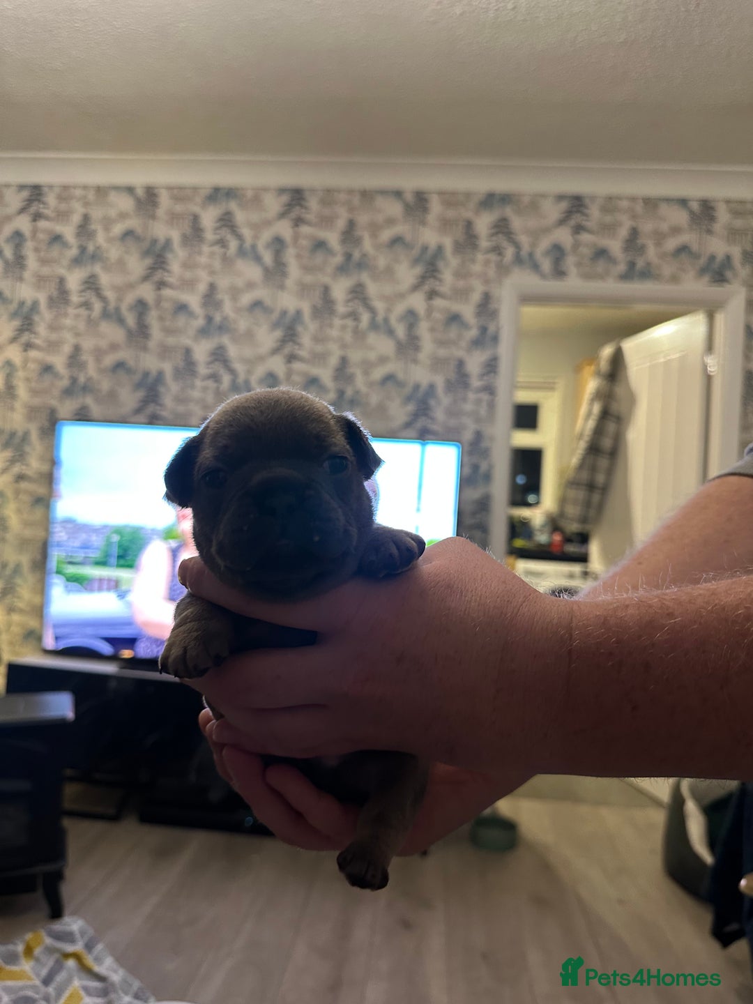 French Bulldog dogs for sale: 5 Beautiful French Bulldog Puppies - Advert 26