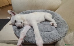 Shepsky dogs for sale: Female pup - Image 3