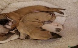 Whippet dogs for sale: KC Registered Whippet Pups - 2 girls left - Image 15