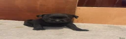 Staffordshire Bull Terrier dogs for sale: Staffordshire bull terrier puppy’s  - Advert 15