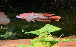 Cichlids fish for sale: Natural blue acaras and green terror for sale  - Image 2