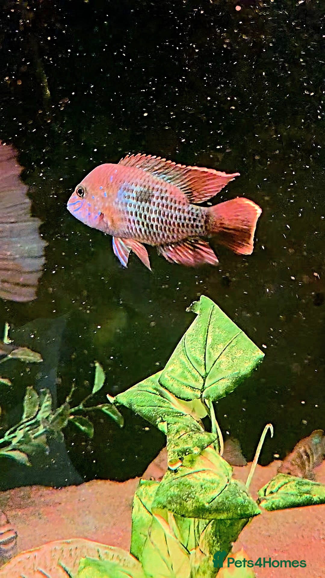 Cichlids fish for sale: Natural blue acaras and green terror for sale  - Image 2