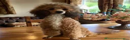 Schnoodle dogs for sale: Stunning F1 Schnoodle puppies KC reg parents!!  in Whitchurch - Advert 21