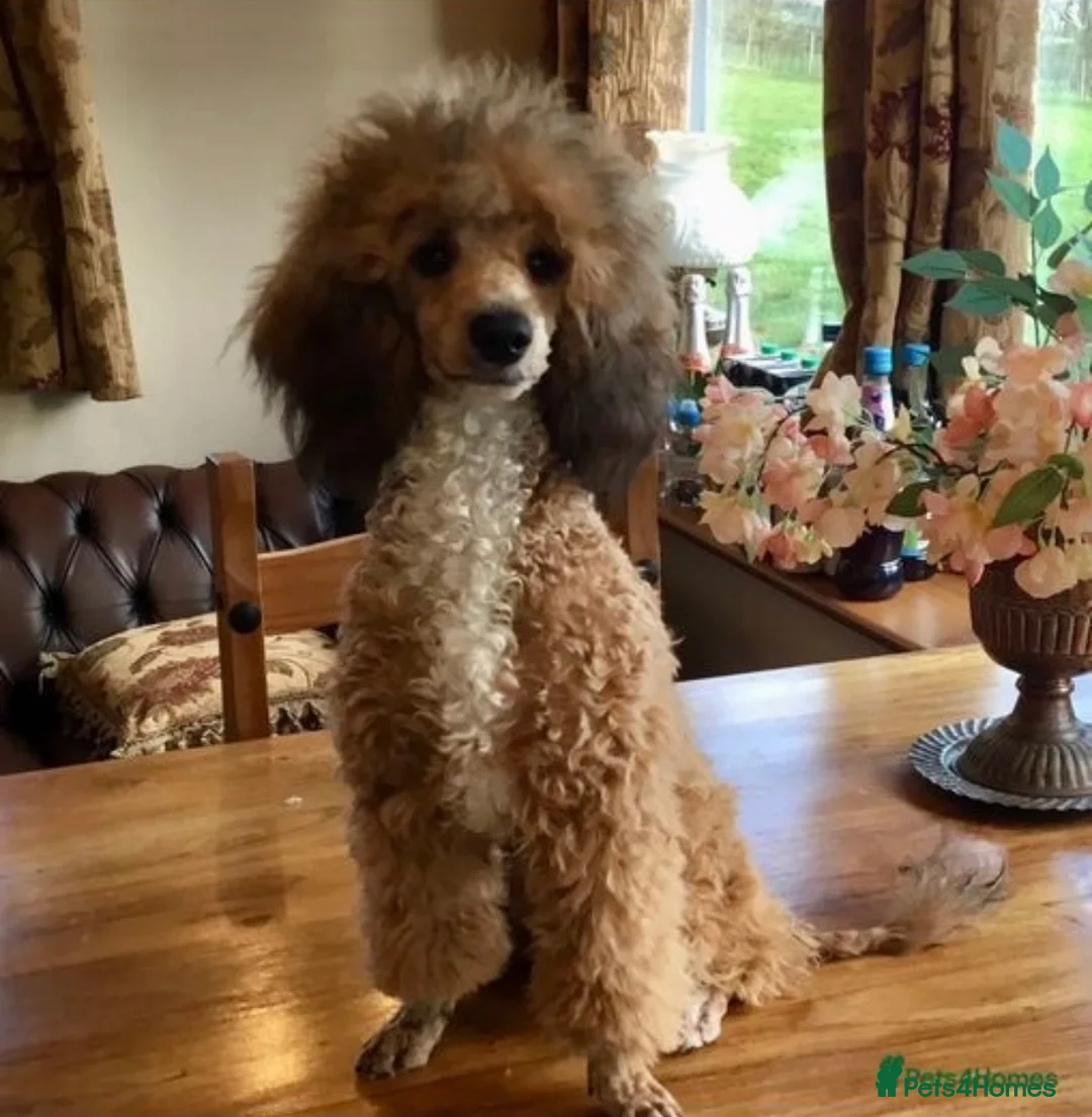 Schnoodle dogs for sale: Stunning F1 Schnoodle puppies KC reg parents!!  - Advert 24