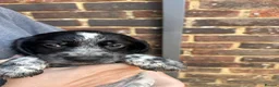 Mixed Breed dogs for sale: ONLY 4 BITCH PUPPIES LEFT - READY NOW - Advert 8