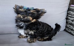 Biewer Terrier dogs for sale: Yorkshire Terrier  - Image 2