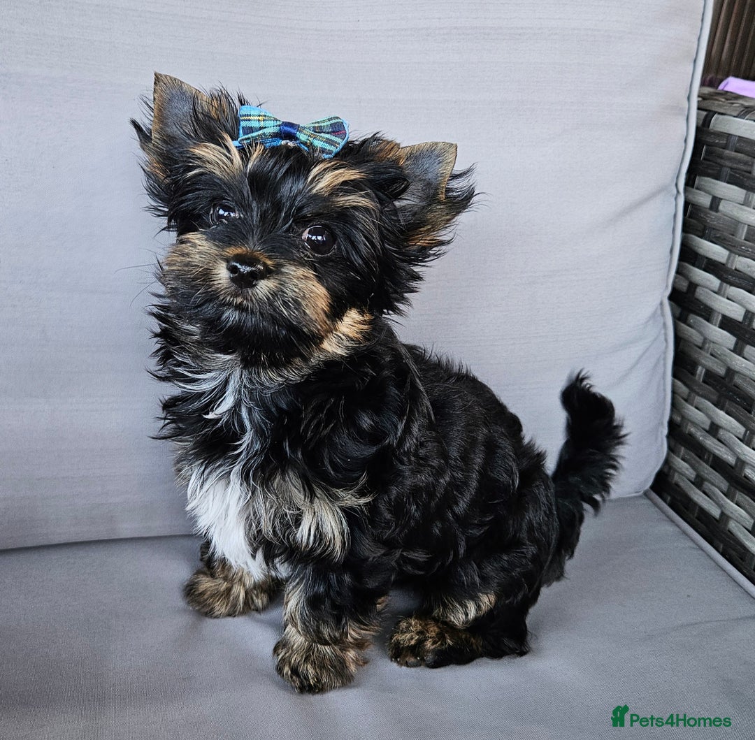 Biewer Terrier dogs for sale: Yorkshire Terrier  - Image 2