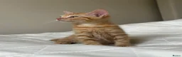 Mixed Breed cats for sale: Kittens - Advert 2