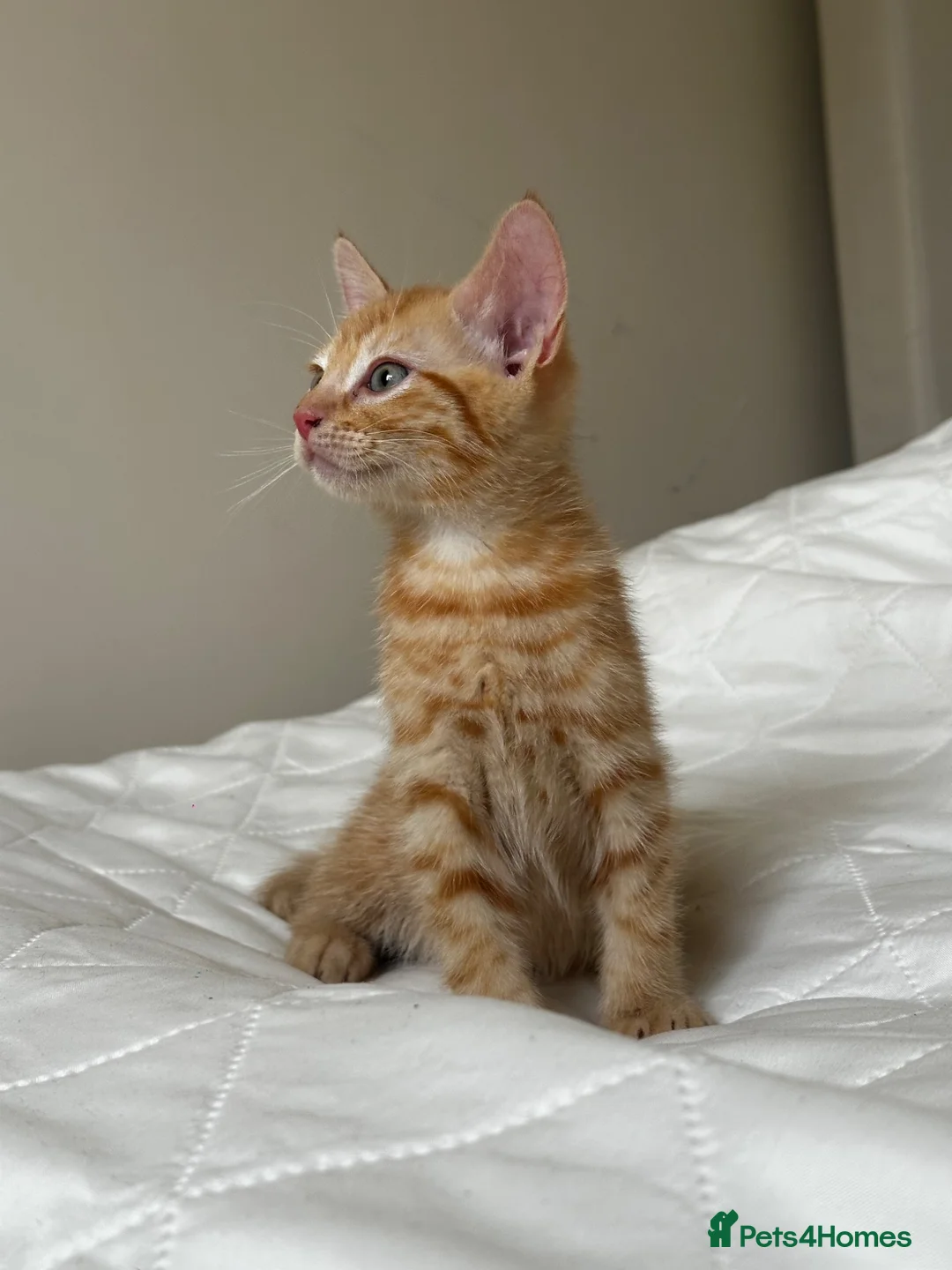 Mixed Breed cats for sale: Kittens - Advert 2