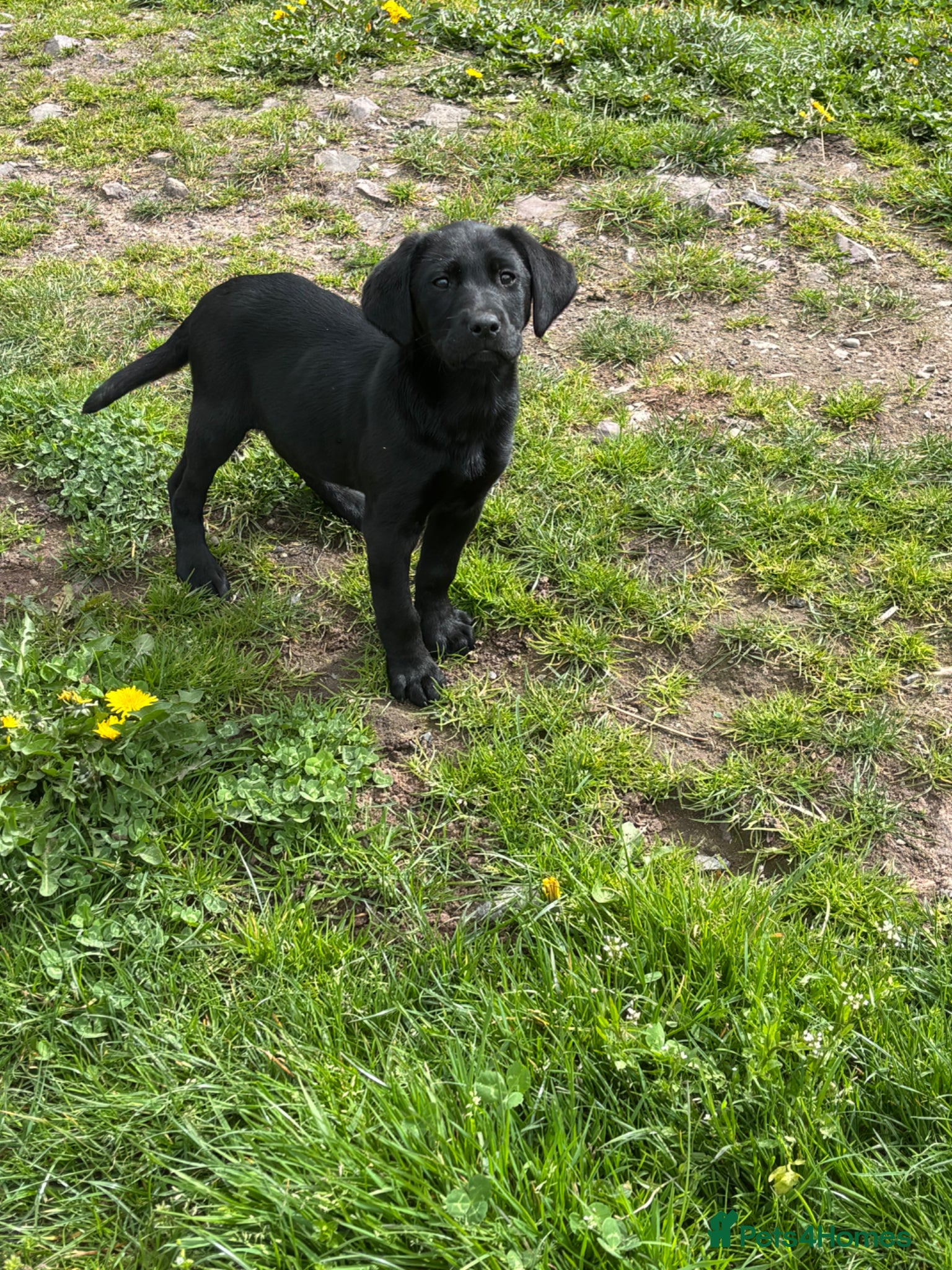 Labrador Retriever dogs 💥 Double Vaccinated 💥 - Advert 3