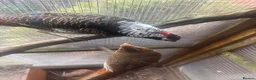Pheasants poultry for sale: Male Lady Amherst Pheasant - Advert 3