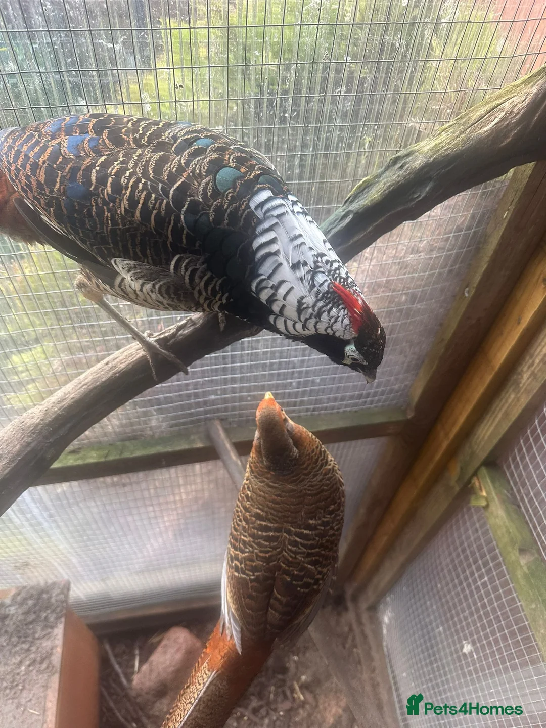 Pheasants poultry for sale: Male Lady Amherst Pheasant - Advert 3