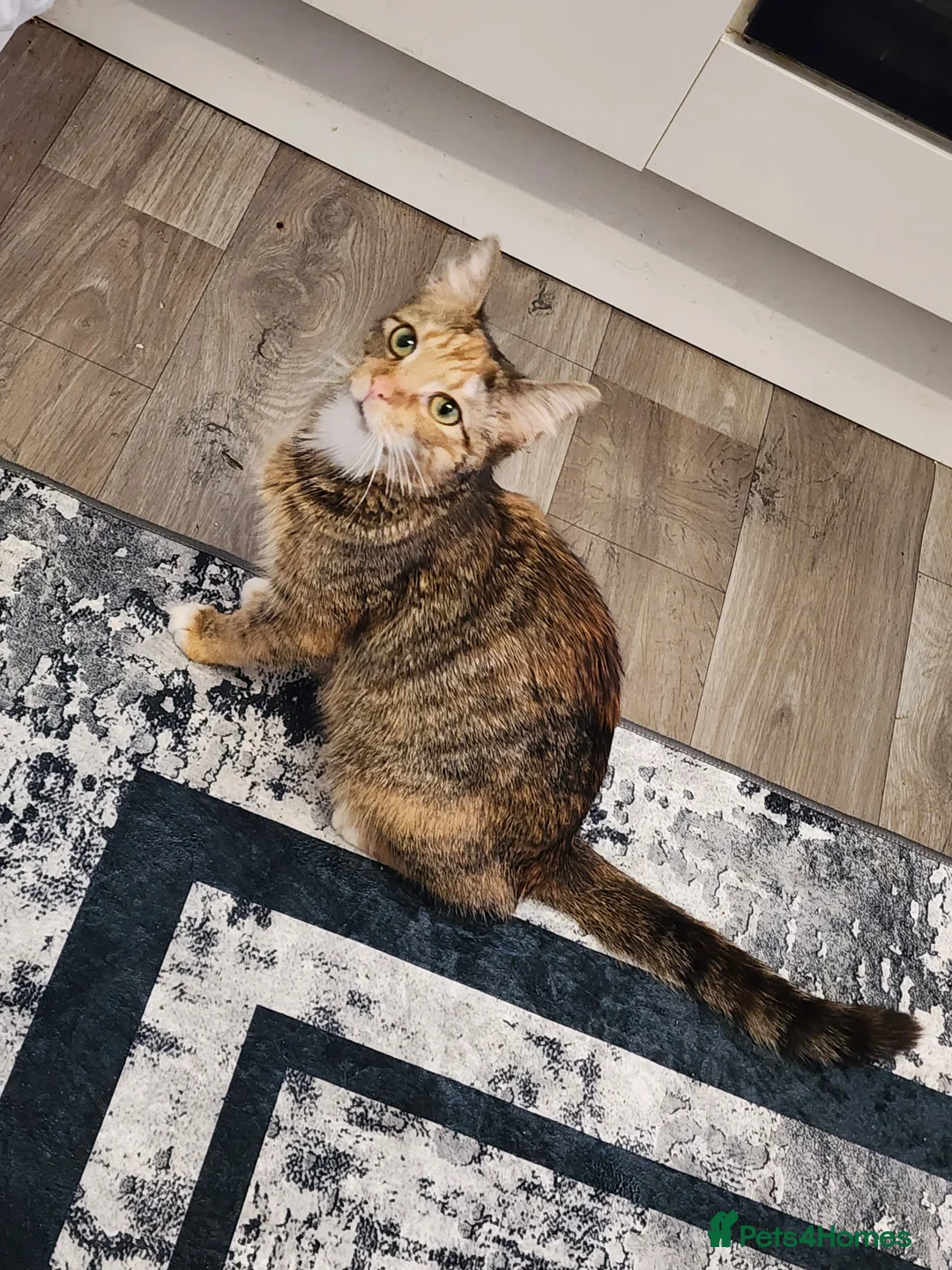 Mixed Breed cats for sale: Butiful cat  - Advert 2