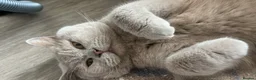 British Shorthair cats for sale: 3 British short hairs for rehoming - Advert 3