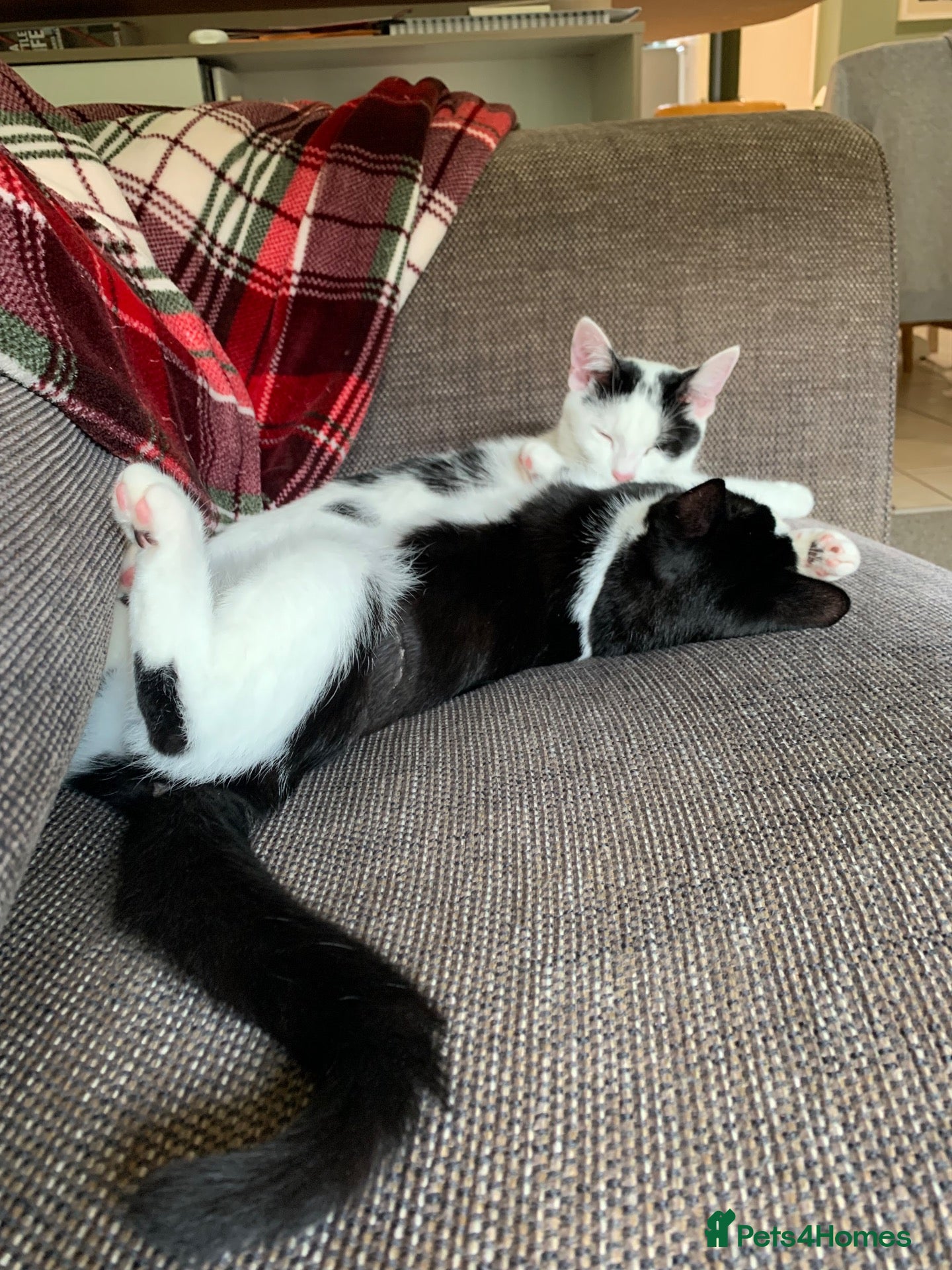 Mixed Breed cats Two Adorable Sister Kittens for Sale - Advert 1