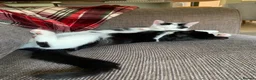 Mixed Breed cats for sale: Two Adorable Sister Kittens for Sale in Huddersfield - Advert 1