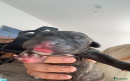 Mixed Breed dogs for sale: Presa canario cross cane corso pups - Image 9