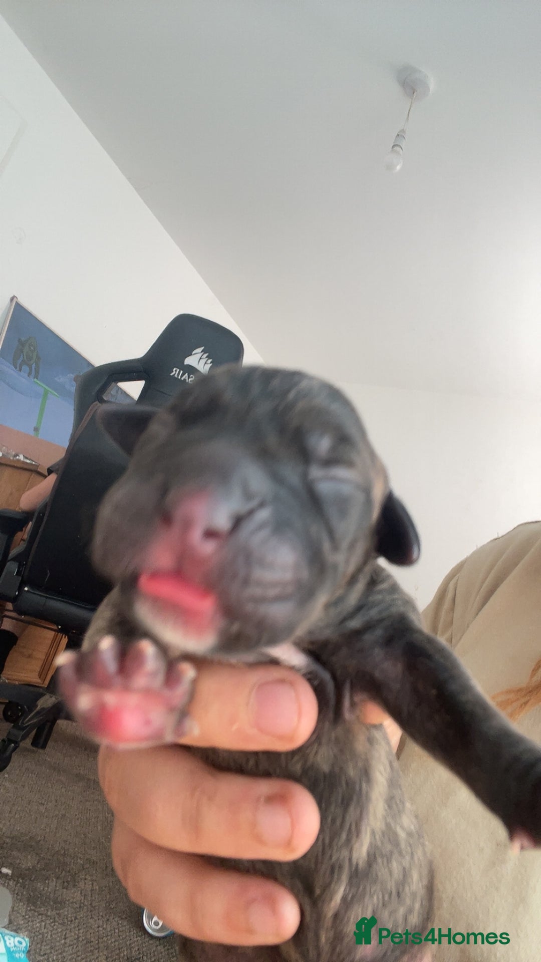 Mixed Breed dogs for sale: Presa canario cross cane corso pups - Image 9