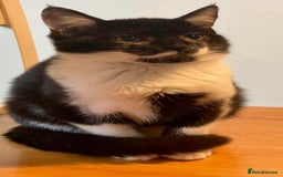 British Shorthair cats for sale: Two loving kittens ready for their forever home! - Image 1