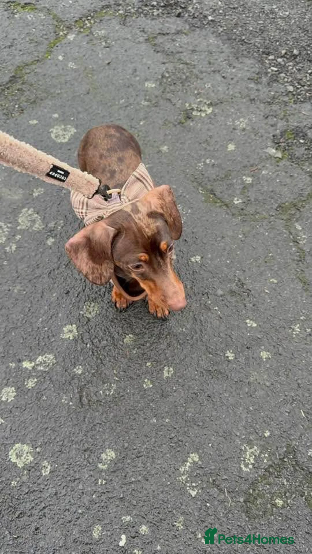 Miniature Dachshund dogs for sale: Rehoming miniature dachshund  in Wirral - Advert 2