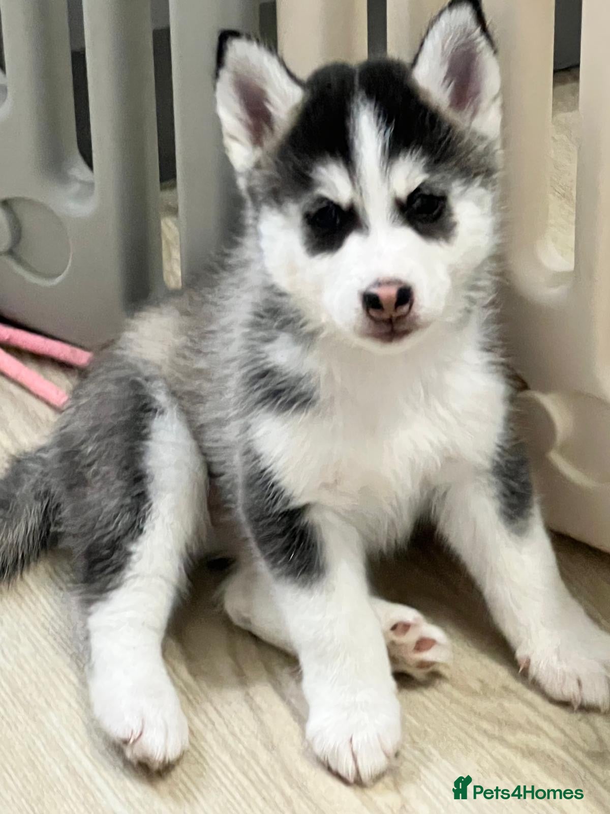 Pomsky dogs (REDUCED) F3 Pomskies Available - Advert 2