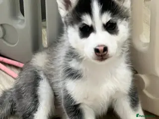 Pomsky dogs (REDUCED) F3 Pomskies Available - Advert 2