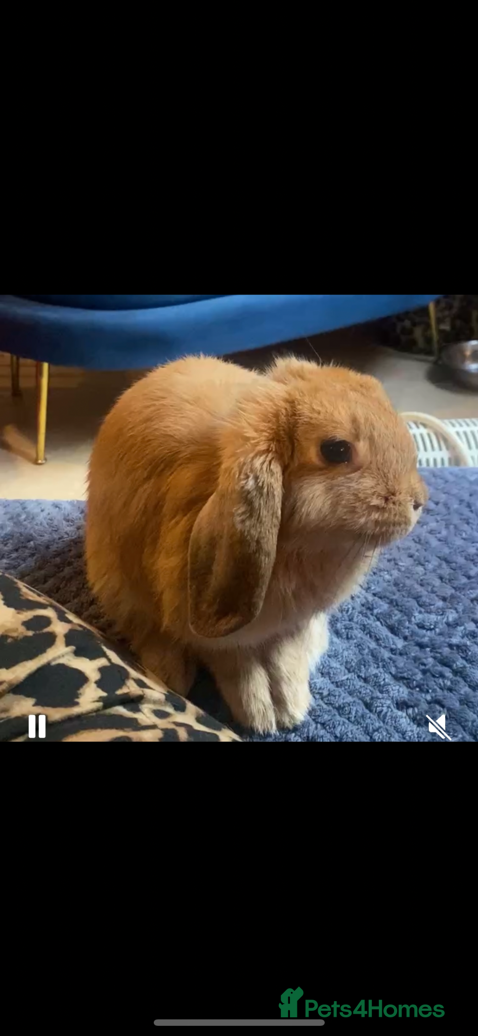 English Lop rabbits 2 x rabbits and hutch  - Advert 2
