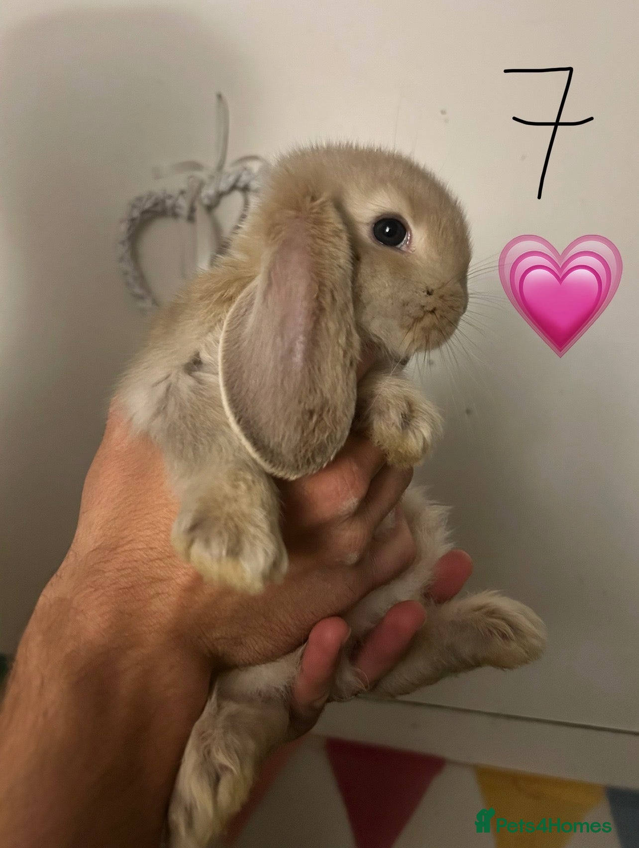 French Lop rabbits Pure Bred French Lop Babies.  - Advert 1