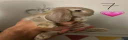 French Lop rabbits for sale: Pure Bred French Lop Babies.  - Advert 1