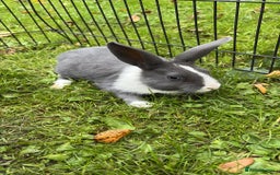 Rex rabbits for sale: Beautiful dwarf lop and mini rex babies  - Image 33